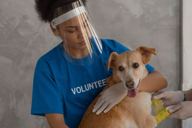Parvo in dogs treatment