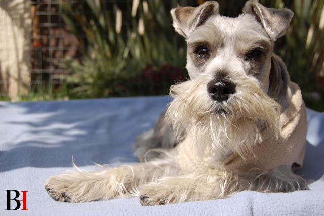 Why Schnauzers are the Worst Dogs