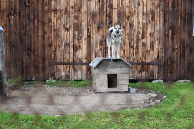 Choose The Right Dog Kennel: