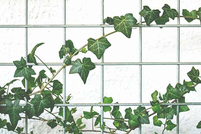 English Ivy hanging plant