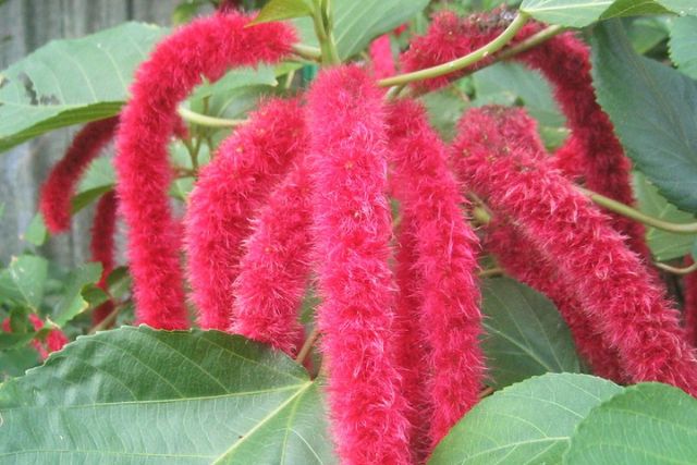 Red Fuzzies