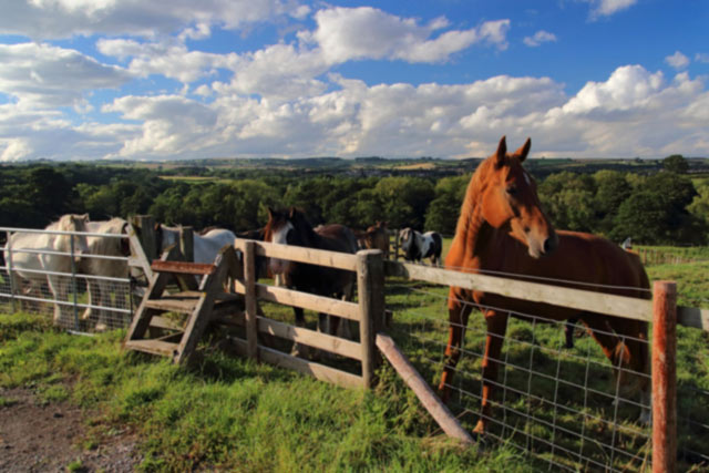horse-rail-fence