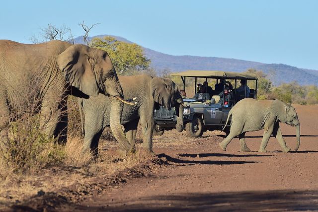 Botswana African elephants