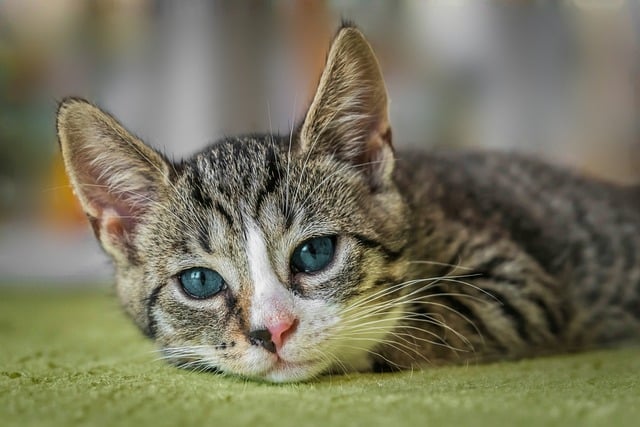 Cat Illness: How Long Can Cats Go Without Food