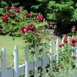 Cheap Fence Ideas