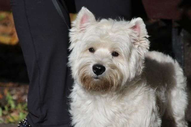 Common FAQs About The Westie Puppies