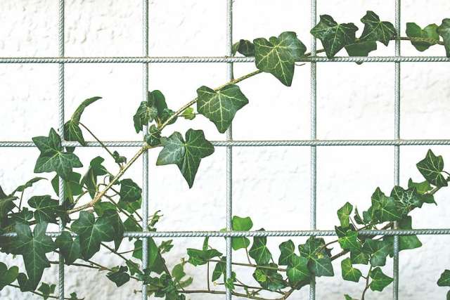 English Ivy