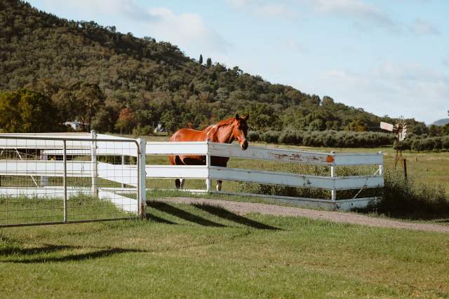 Cheap Fence Ideas: Horse Rail Fence