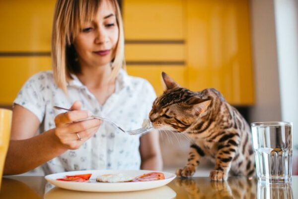 How Long Can Cats Go Without Food