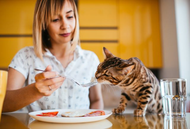 How Long Can Cats Go Without Food