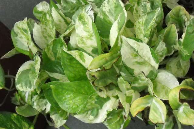 Marble Pothos