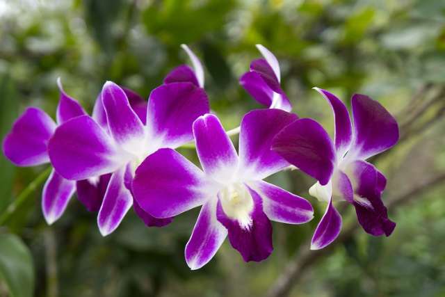 Orchids