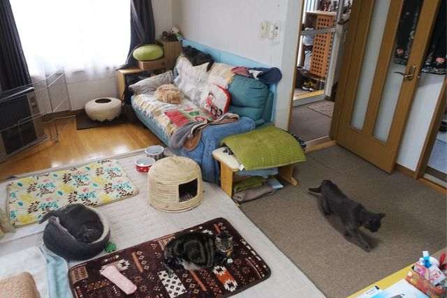 Cat Room Ideas