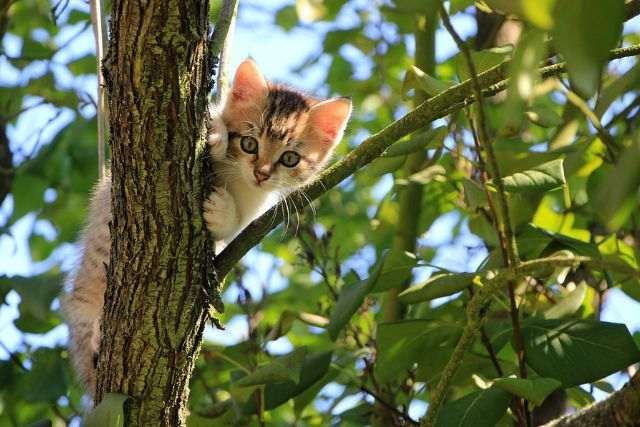 Climbing Fun