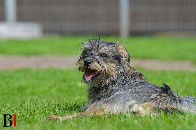 Considerations Before Adopting a Schnauzer