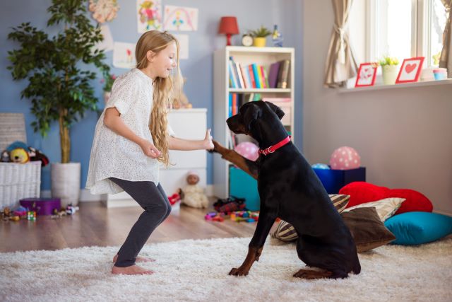 How to Cool Down a Dog: Play Games