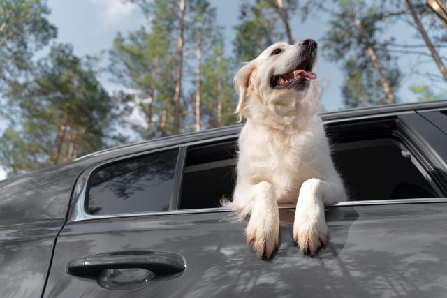 How to Cool Down a Dog: Never Leave Dogs In Closed Vehicles