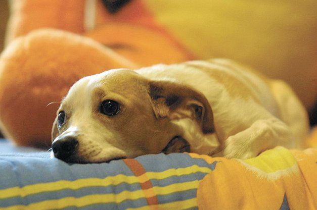 How to Treat Parvo at Home: Safe and Effective Remedies for Your Dog