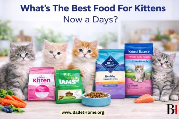 What’s The Best Food For Kittens Now a Days