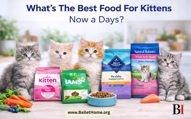 What’s The Best Food For Kittens Now a Days