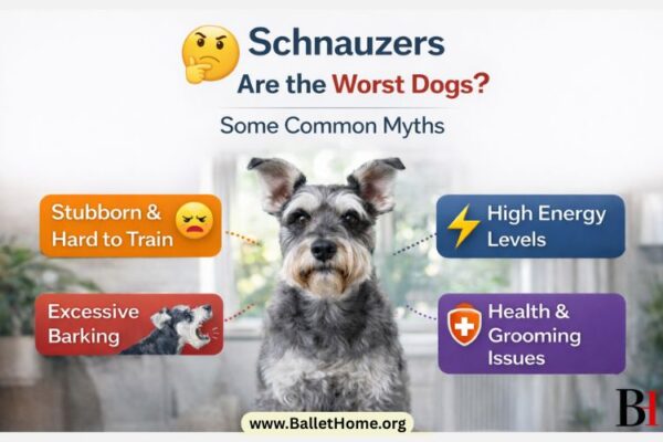 Why Schnauzers are the Worst Dogs_ Some Common Myths
