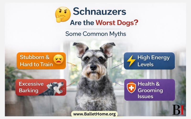 Why Schnauzers are the Worst Dogs_ Some Common Myths