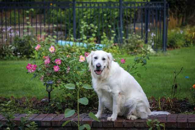 Role of Dod to Keep Squirrels Out of Your Garden