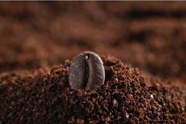 Use-of Cofee Ground to Keep Squirrels Out of Your Garden