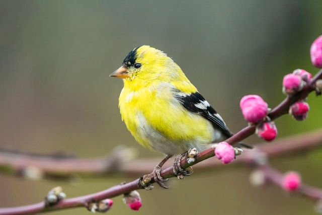 American Goldfinch