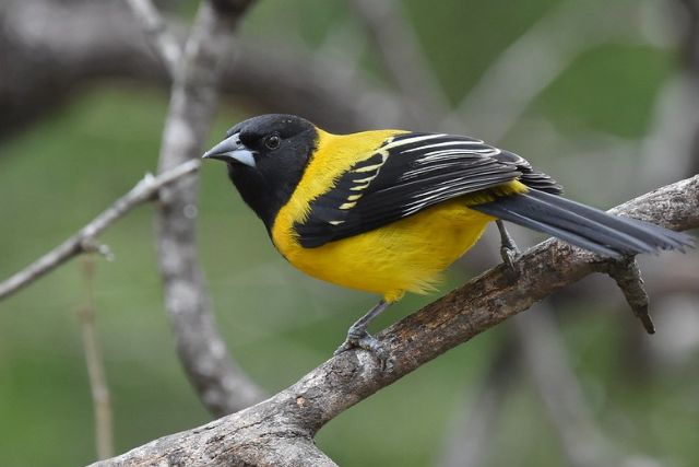 Audubon's oriole