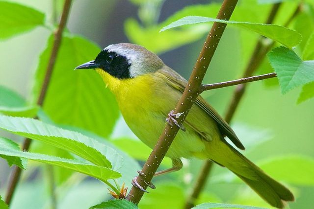 Common yellowthroat