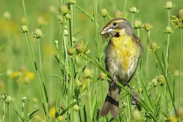 Dickcissel
