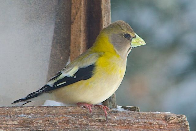 Evening Grosbeak