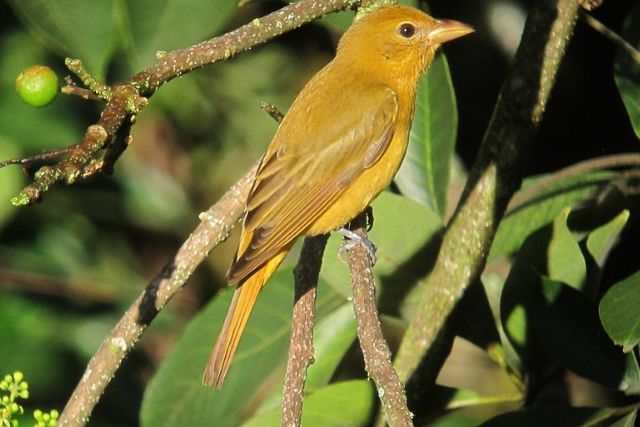 Female Summer Tanager