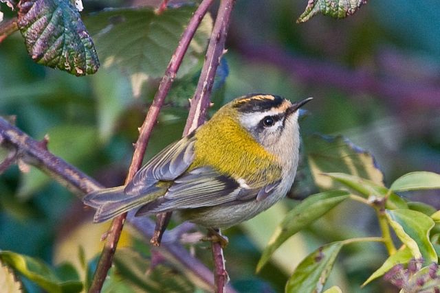 Firecrest