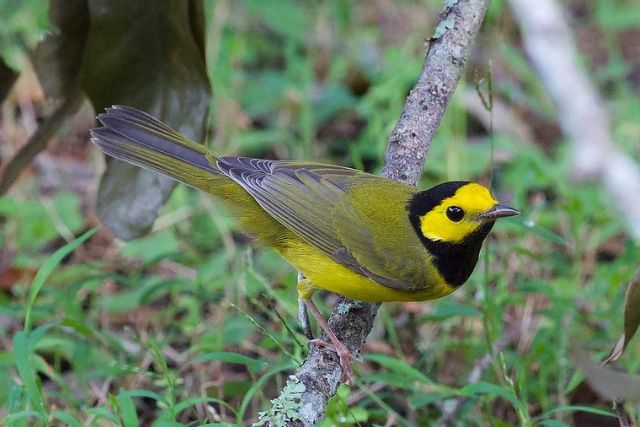 Hooded Warbler