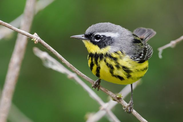 Magnolia Warbler