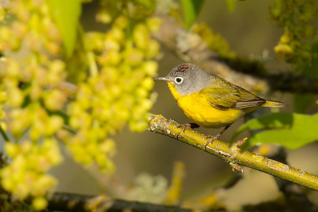 Nashville Warbler