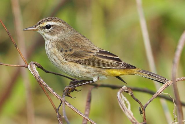Palm Warbler