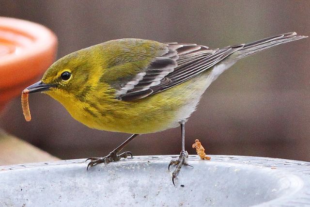 Pine Warbler