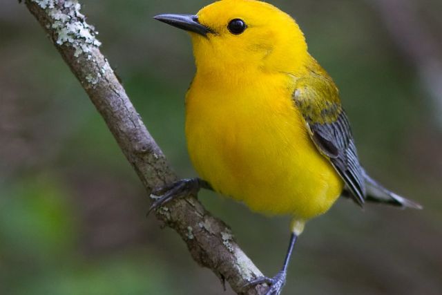 Prothonotary Warbler
