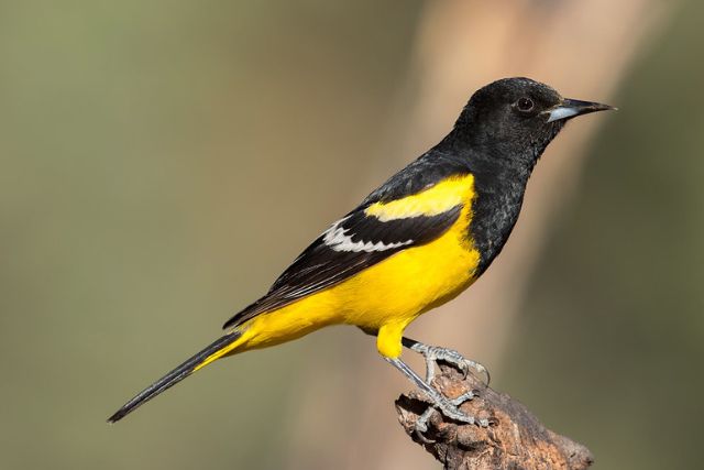 Scott's oriole
