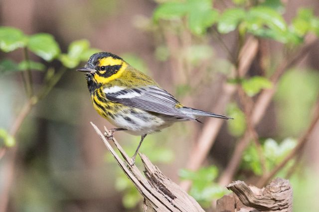 Townsend's Warbler