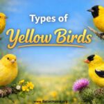 Types of Yellow Birds and Their Distinctive Features
