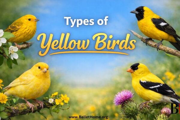 Types of Yellow Birds and Their Distinctive Features