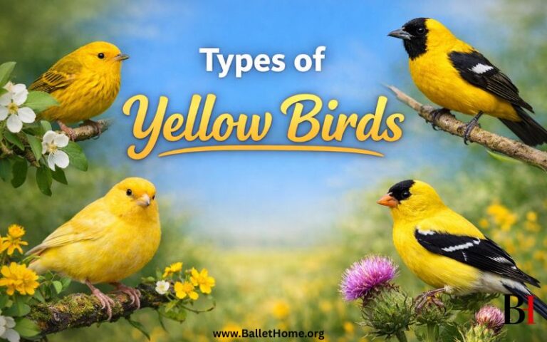 23 Types of Yellow Birds and Their Distinctive Features