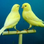 Types of Yellow Birds