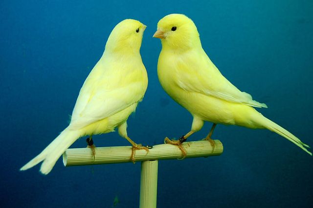 Types of Yellow Birds