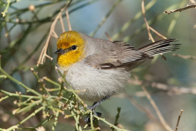 Verdin