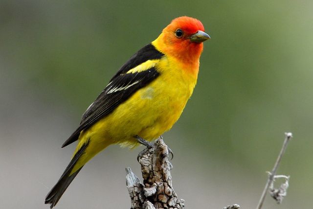 Western Tanager
